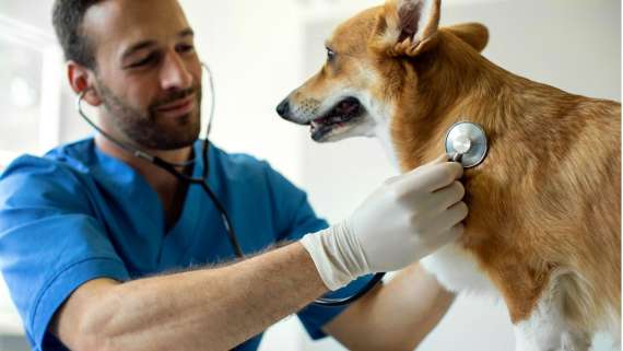 El Ayuntamiento de Madrid convoca plazas de Veterinario/a.